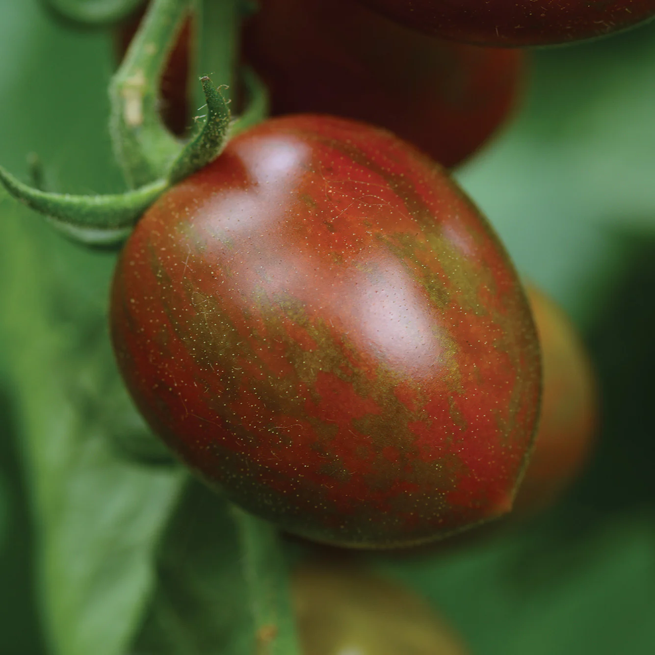 Chocolate Sprinkles Tomato - Image 3
