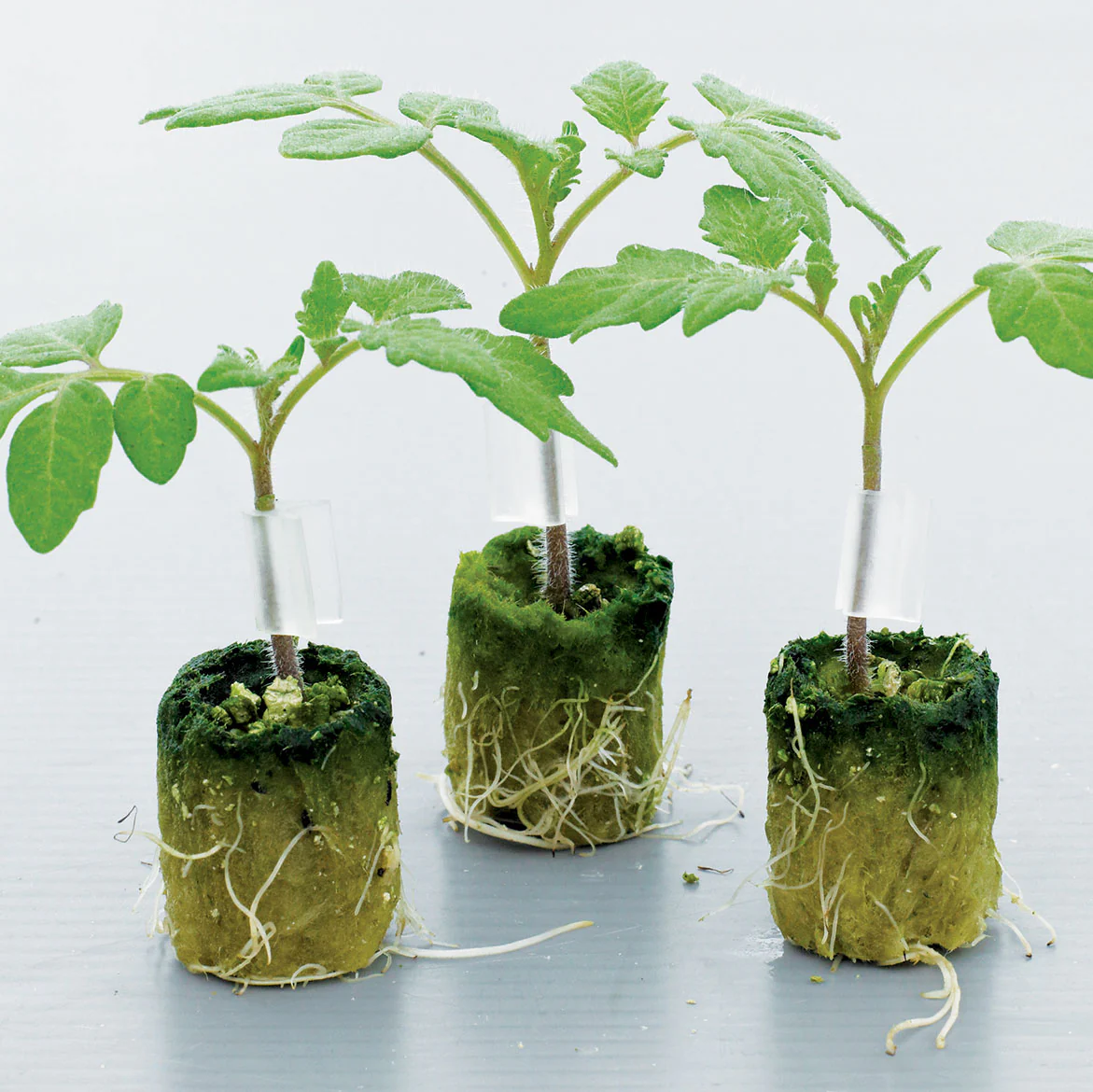 Estamino Tomato Rootstock