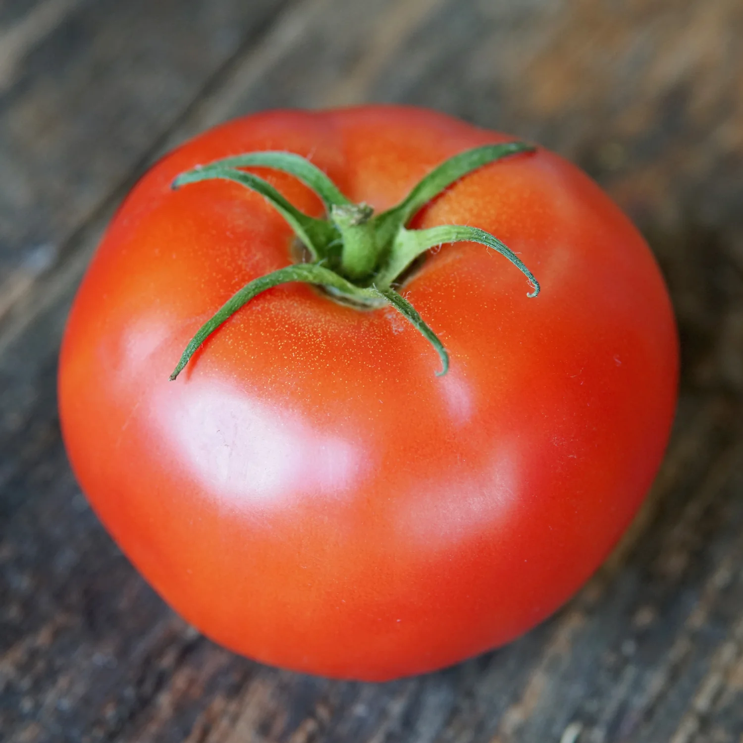 Galahad Tomato - Image 3