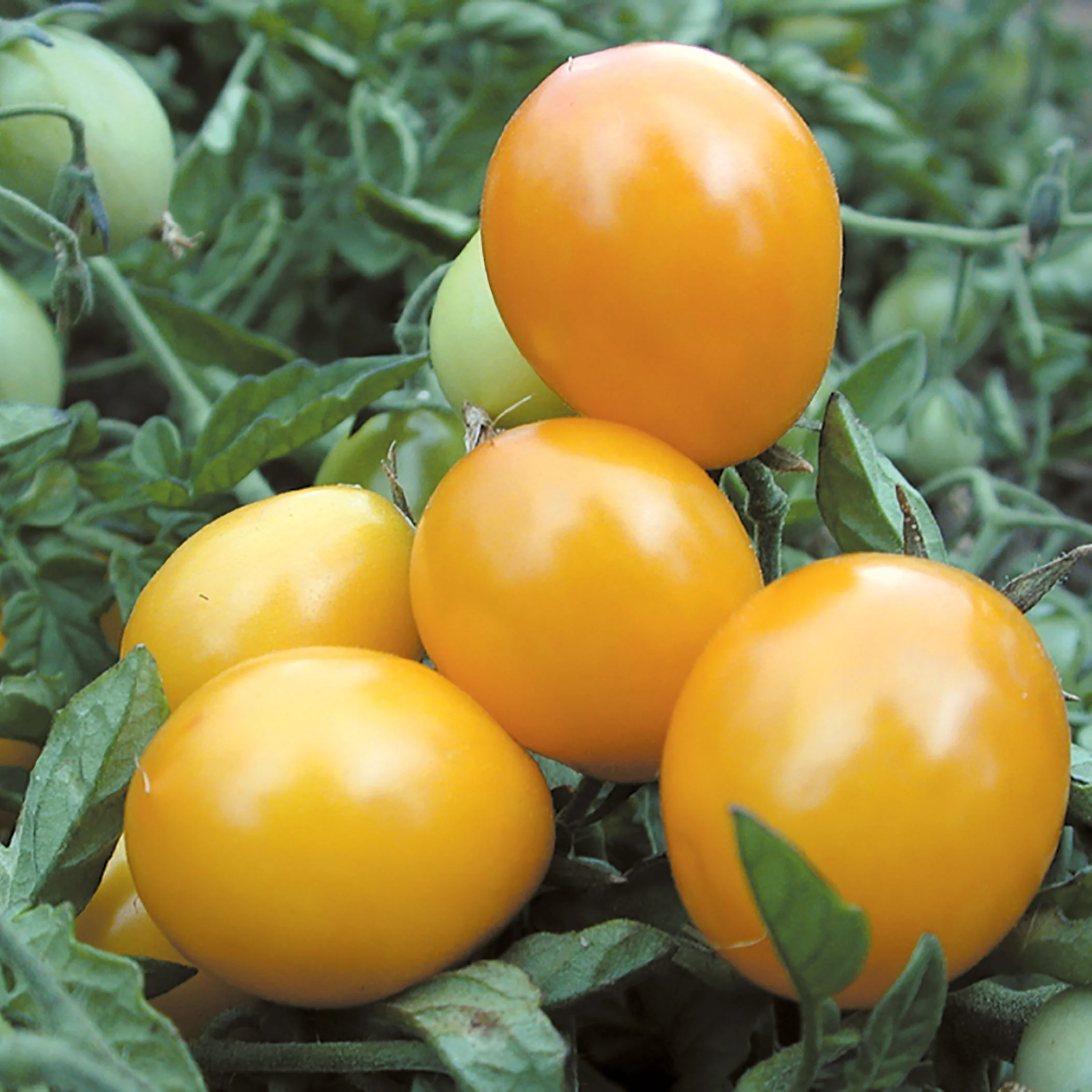 Gold Nugget Tomato - Image 3