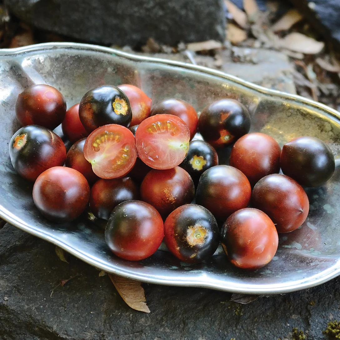 Indigo™ Cherry Drops Tomato