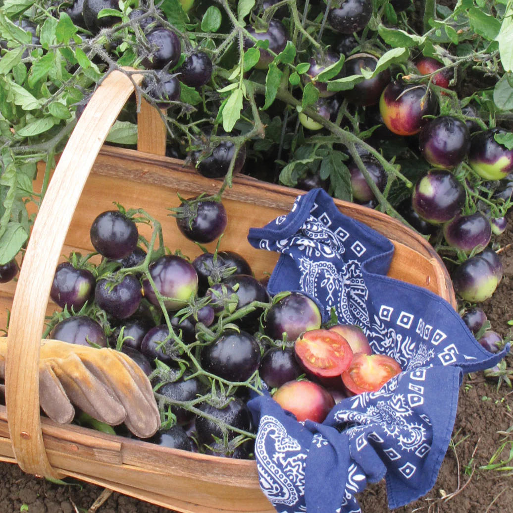 Indigo™ Rose Tomato - Image 3