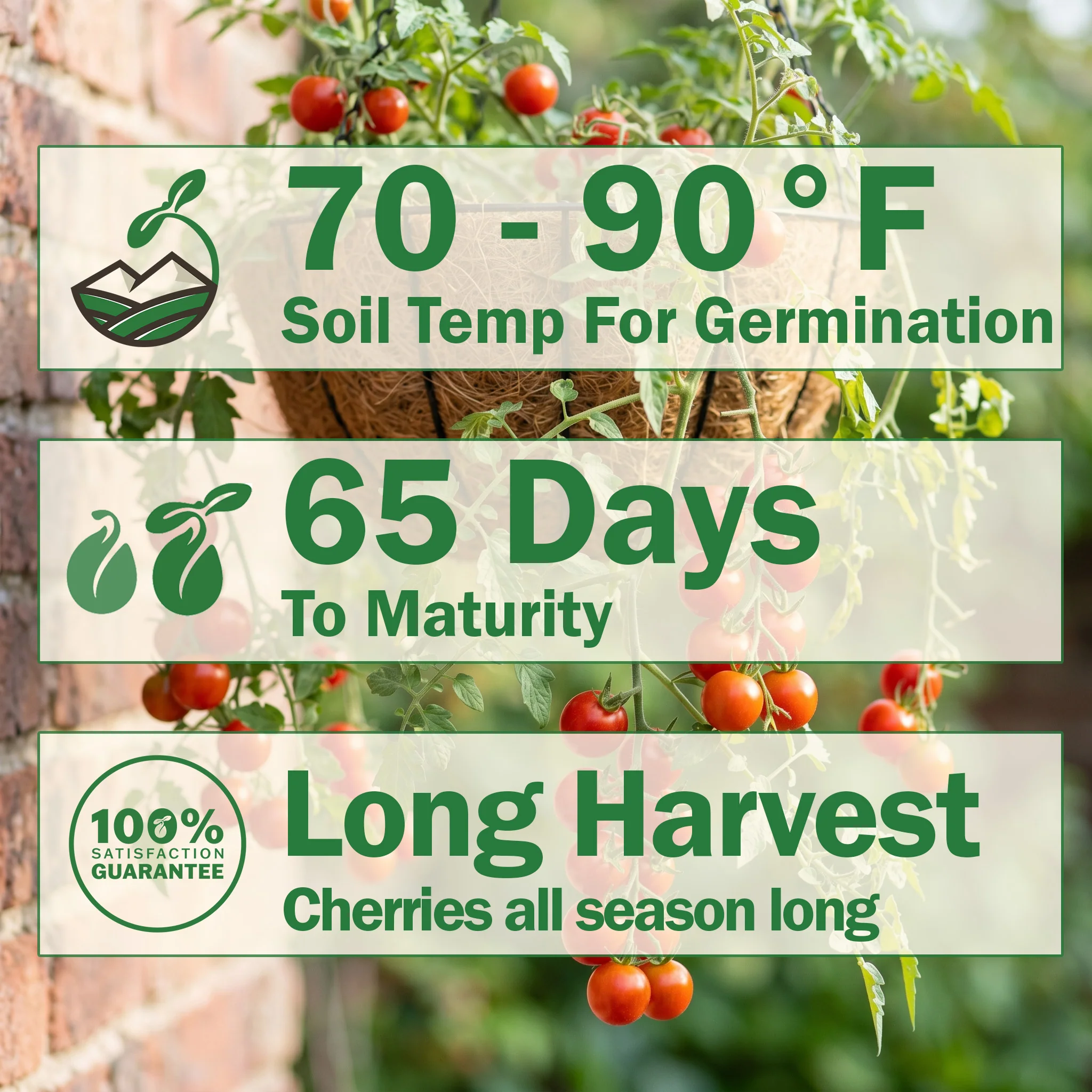 Lizzano Tomato - Image 2