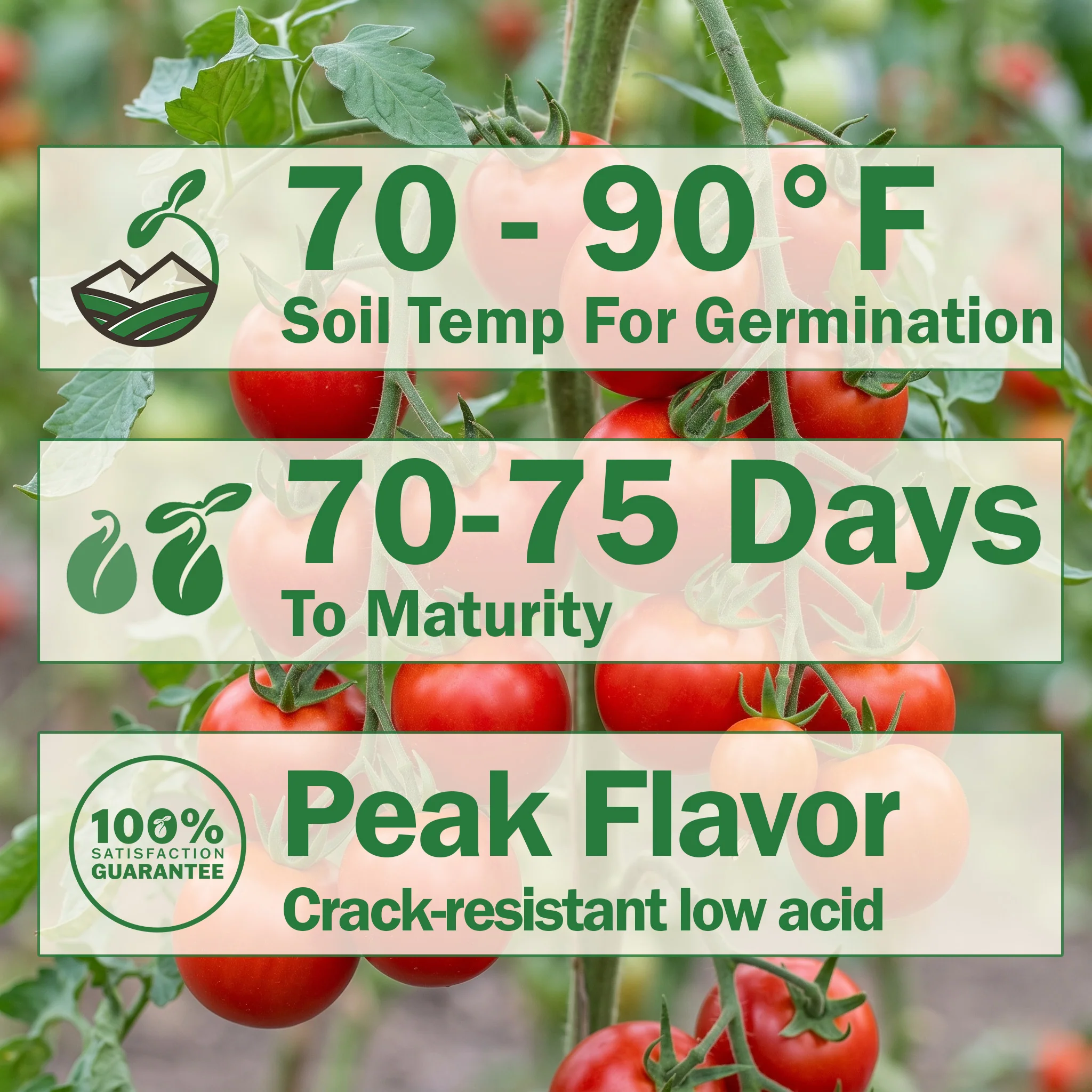 Mountain Magic Tomato - Image 2