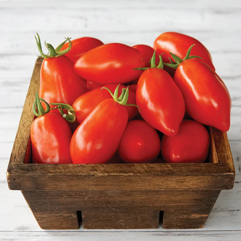 Nova Tomato