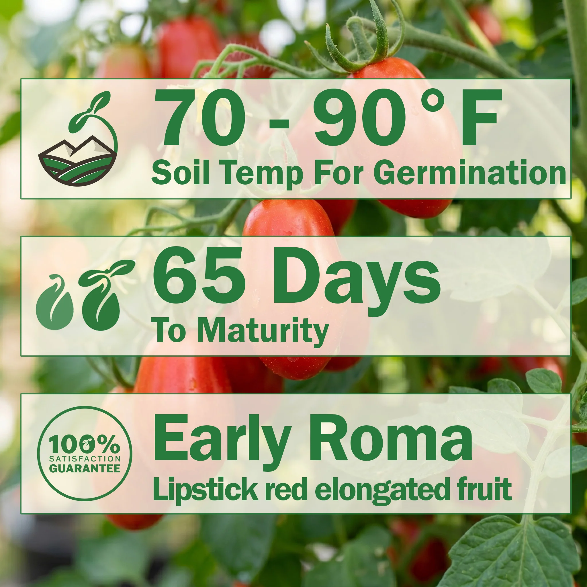 Nova Tomato - Image 2