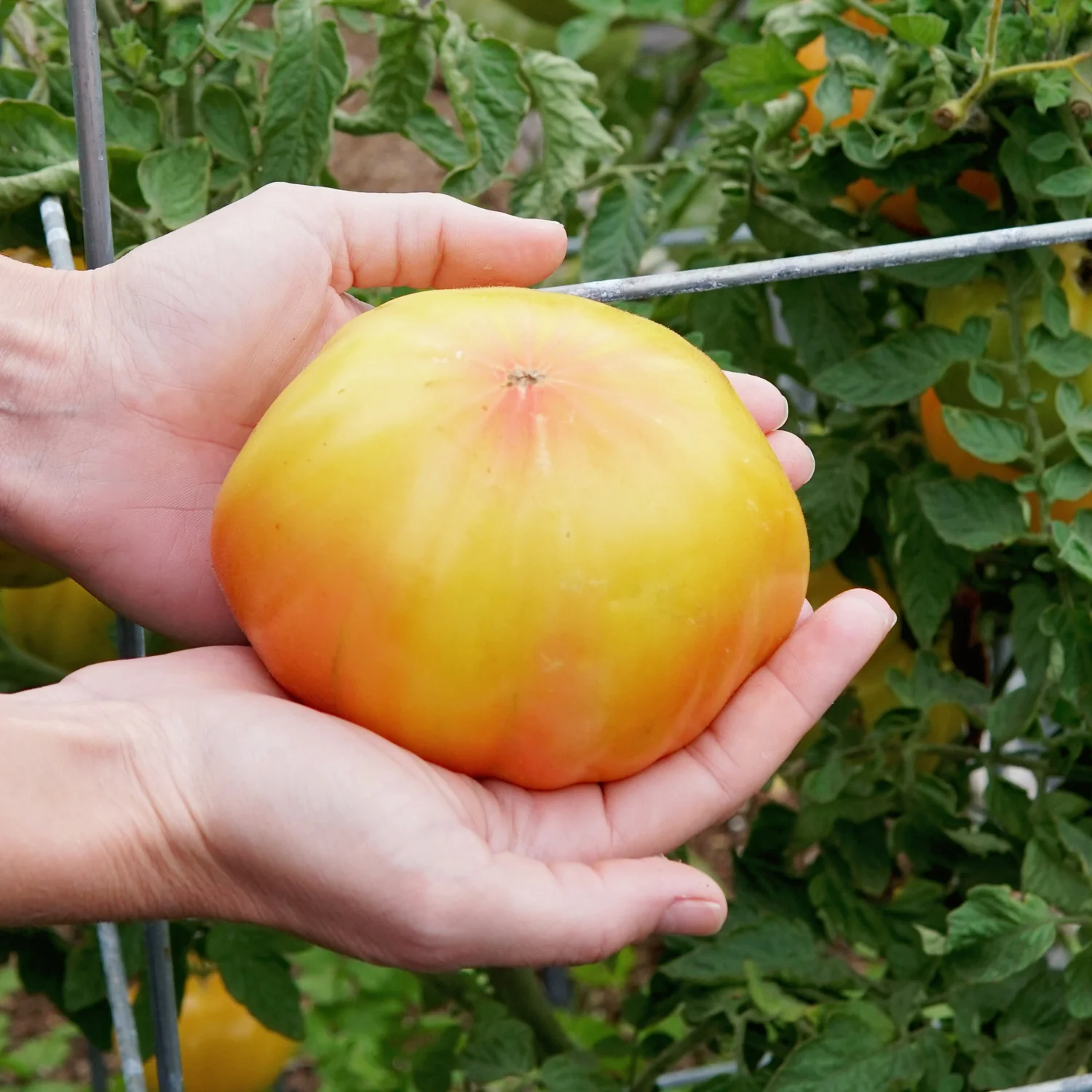 Old German Tomato - Image 6