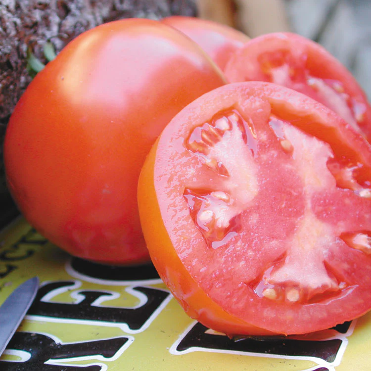 Oregon Spring Tomato - Image 3