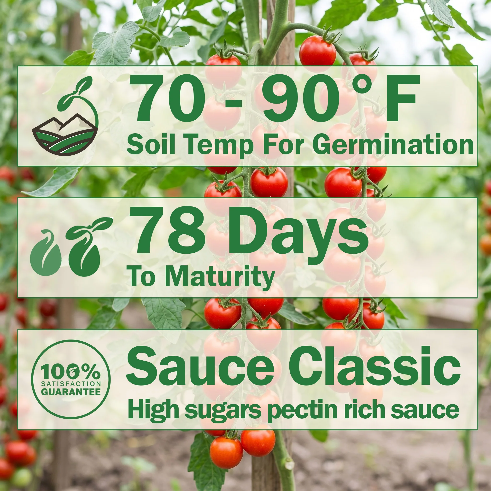 San Marzano Tomato - Image 2