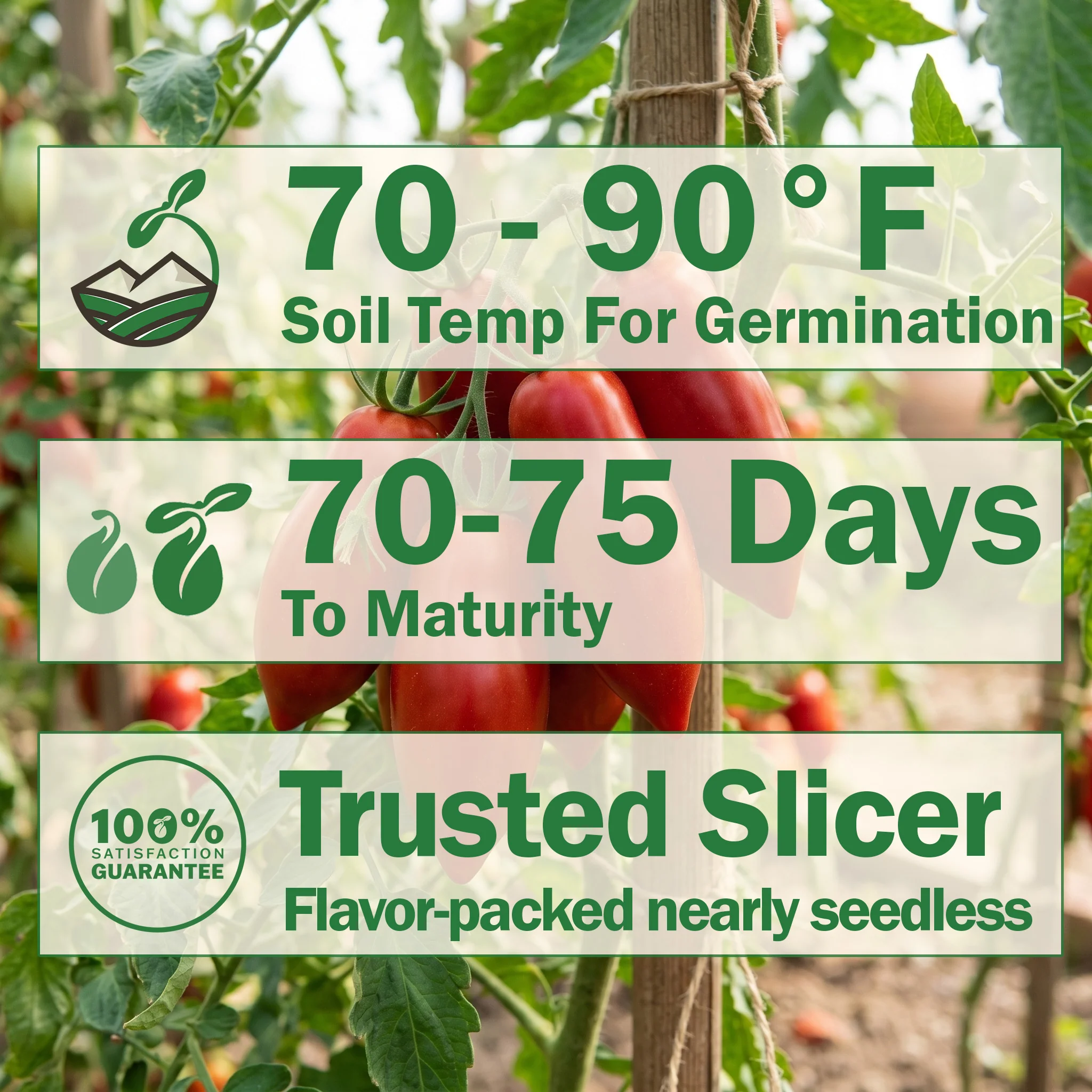 Siletz Tomato - Image 2