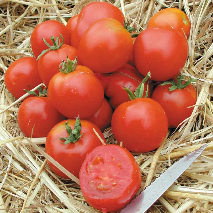 Stupice Tomato - Image 2