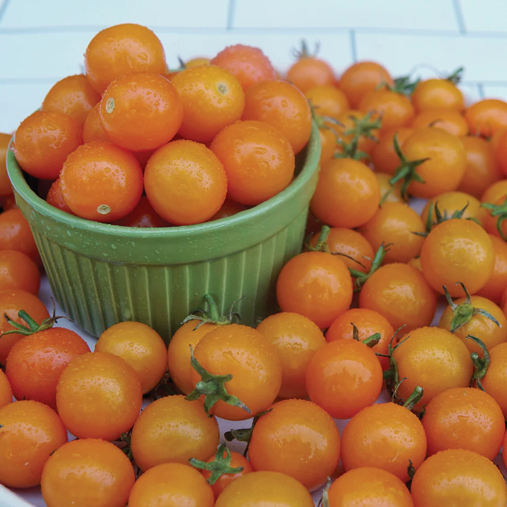 Sungold Tomato