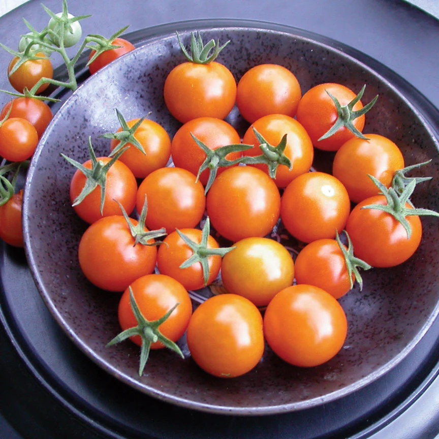 Sungold Tomato - Image 3