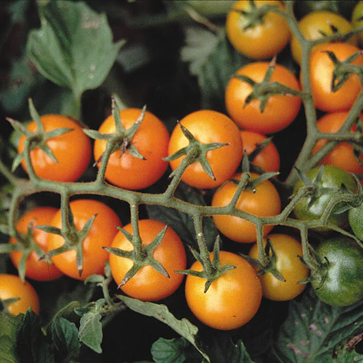 Sungold Tomato - Image 6