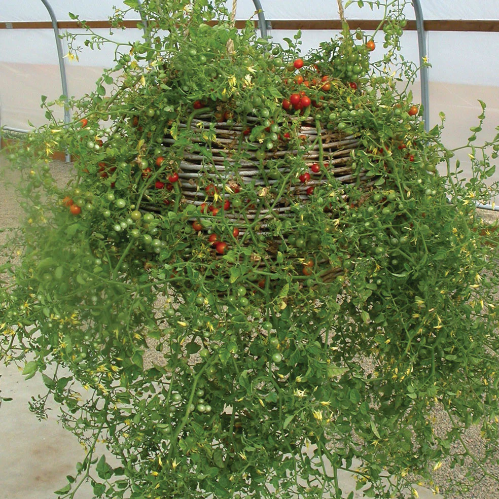 Sweet Pea Tomato - Image 3