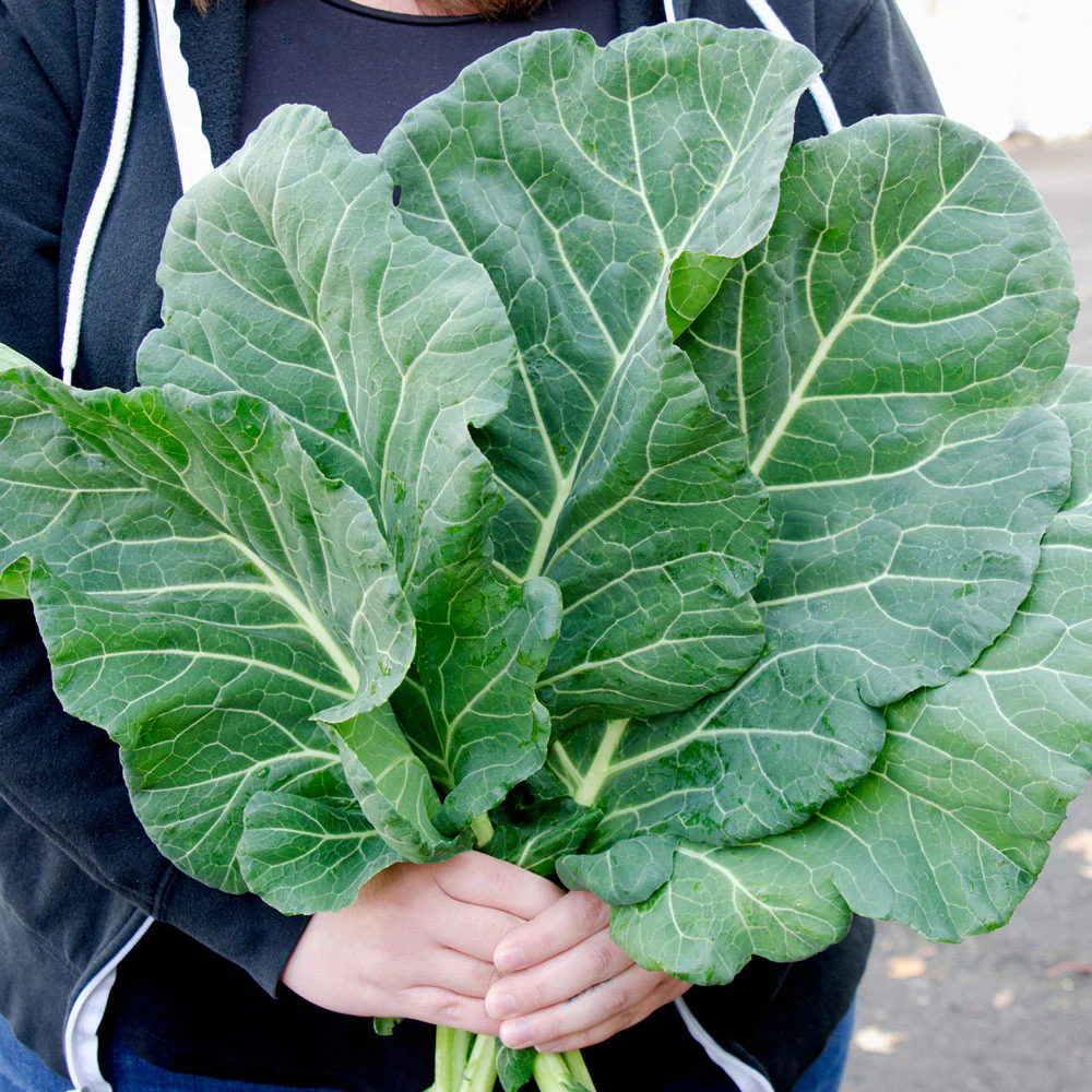 Top Chop Collard