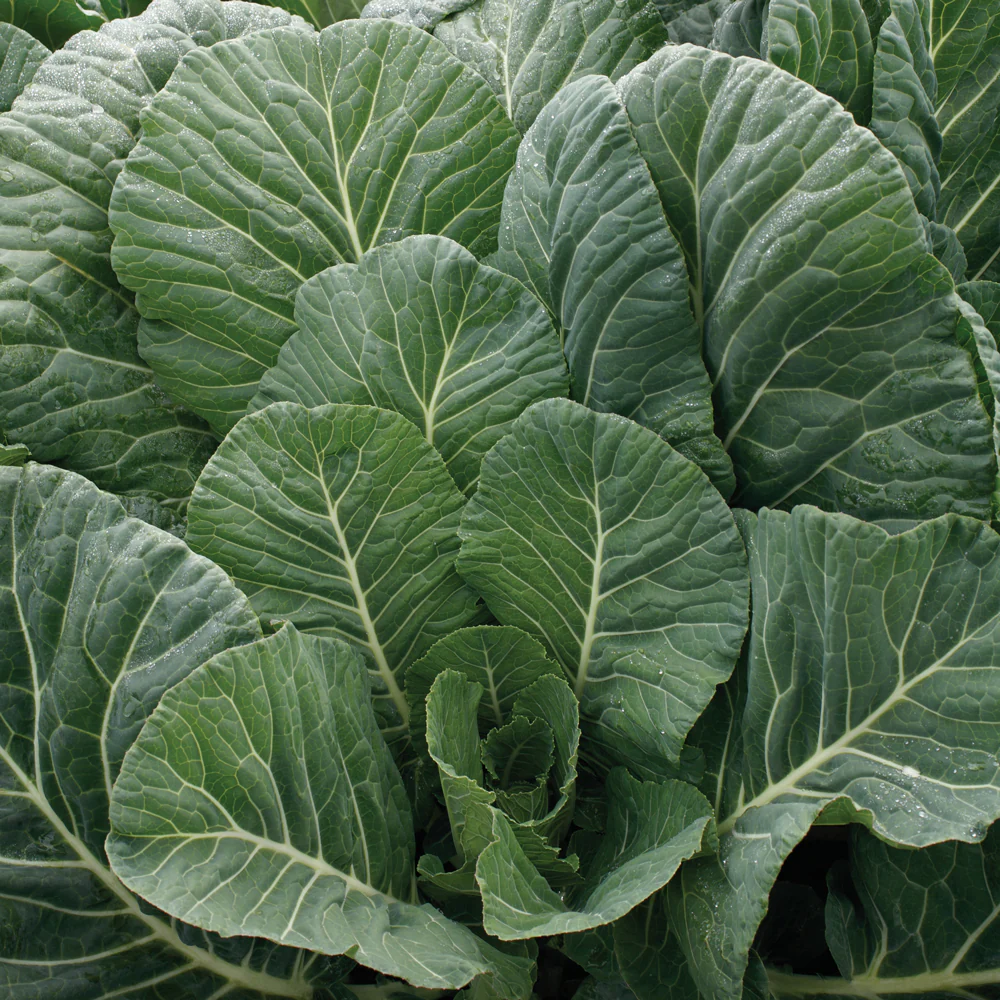 Top Chop Collard - Image 2