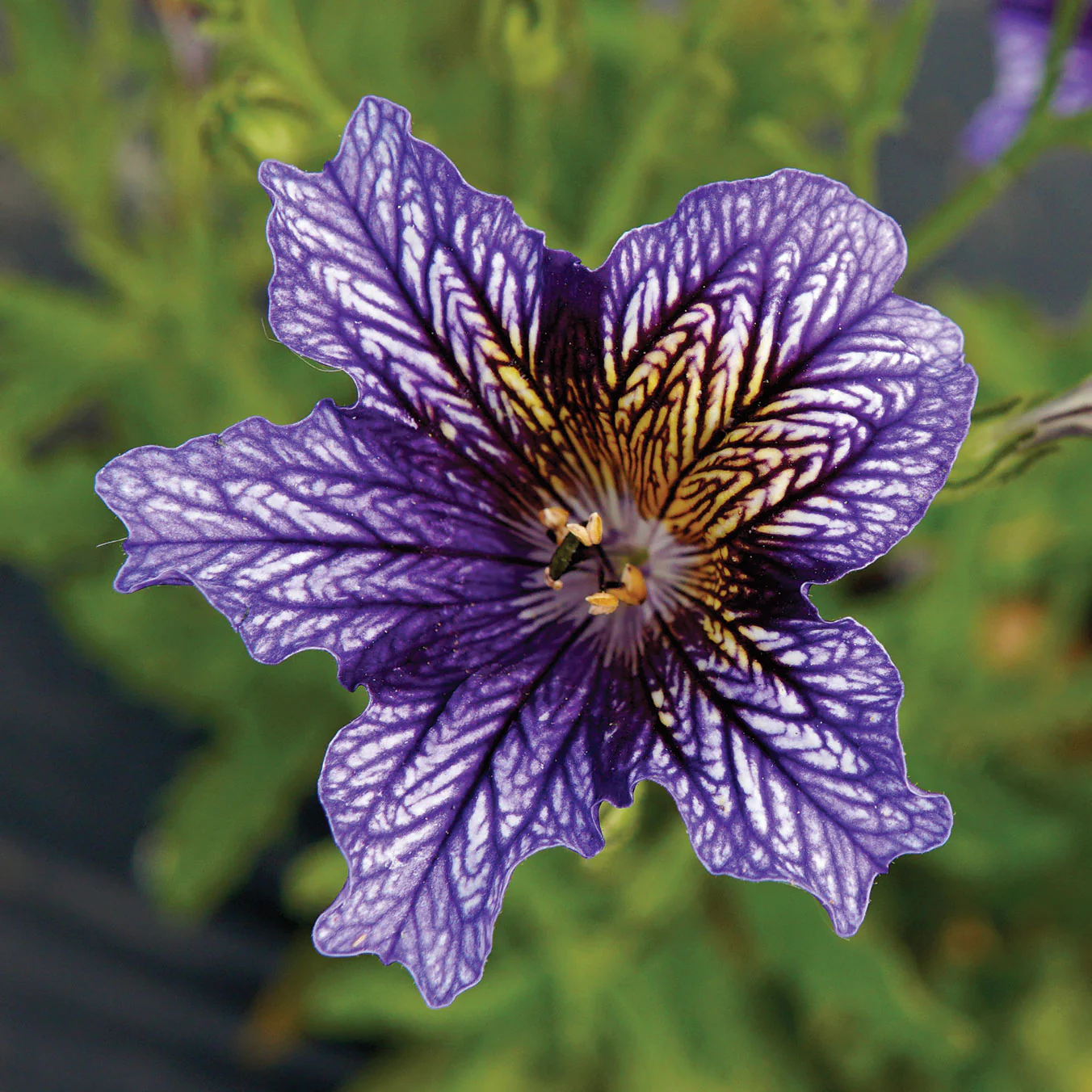 Tora Blue Salpiglossis