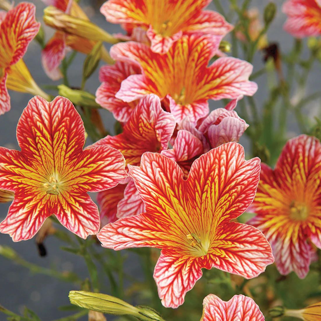 Tora Red Salpiglossis