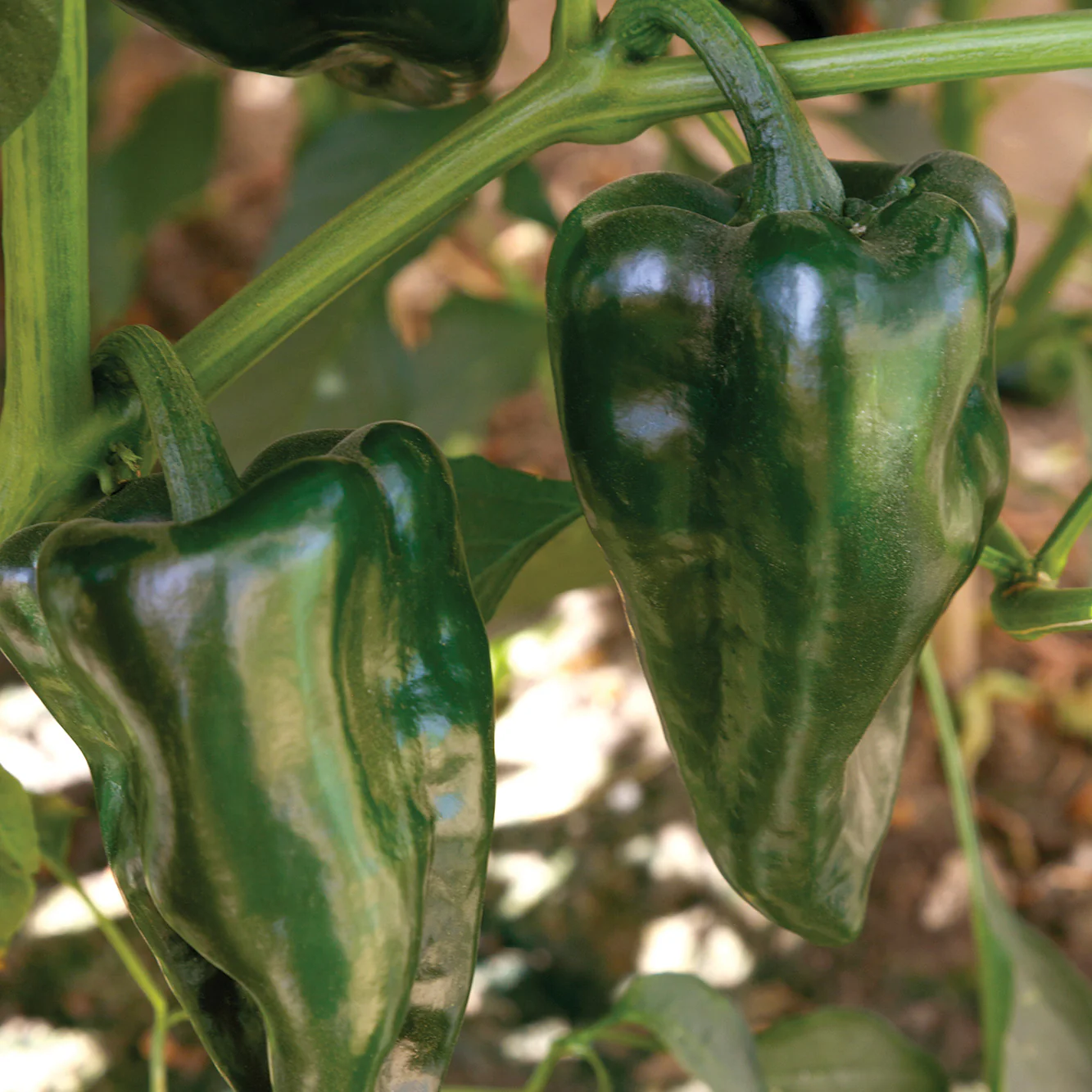 Trident Pepper - Image 3