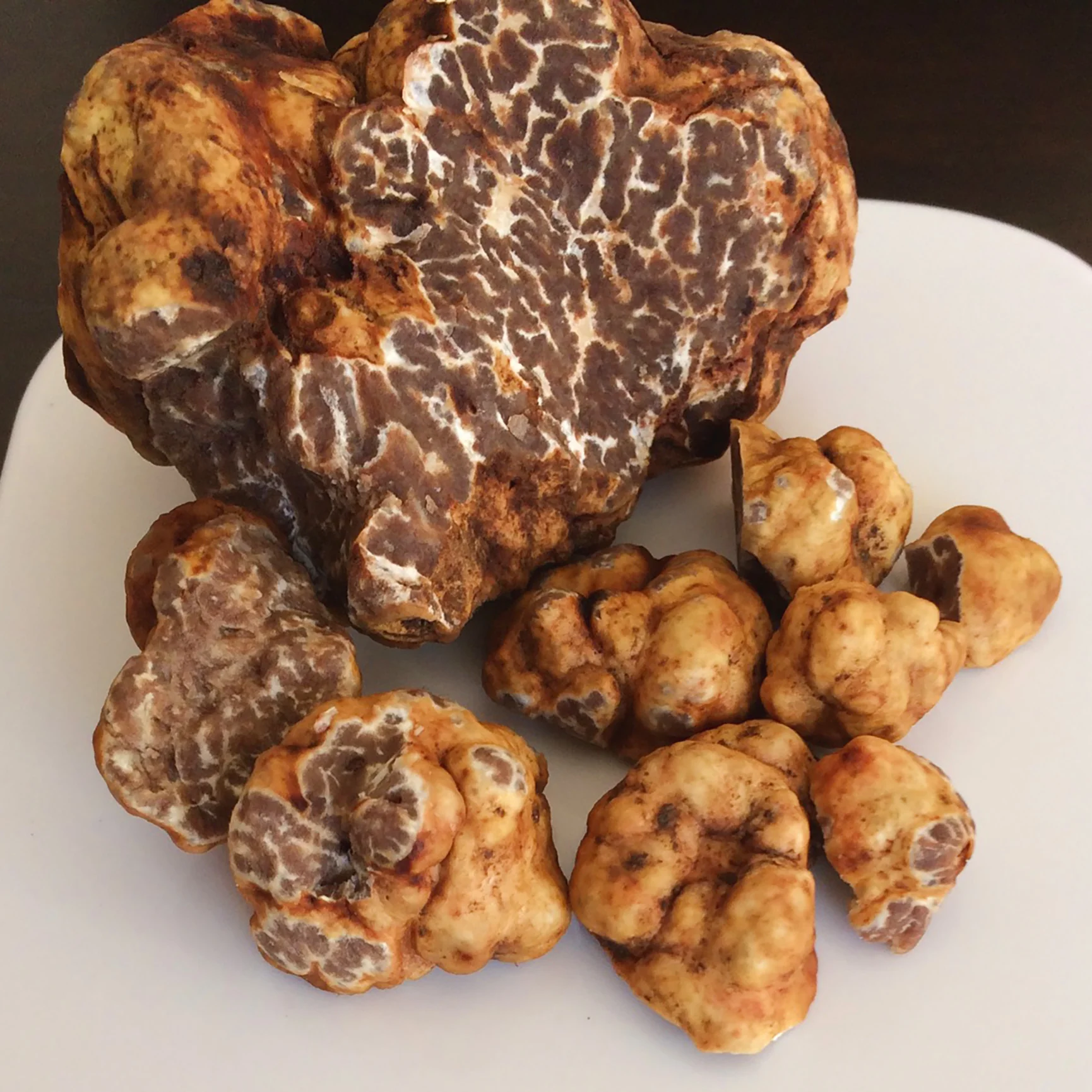 English Oak Trees Inoculated W/ Bianchetto Truffles