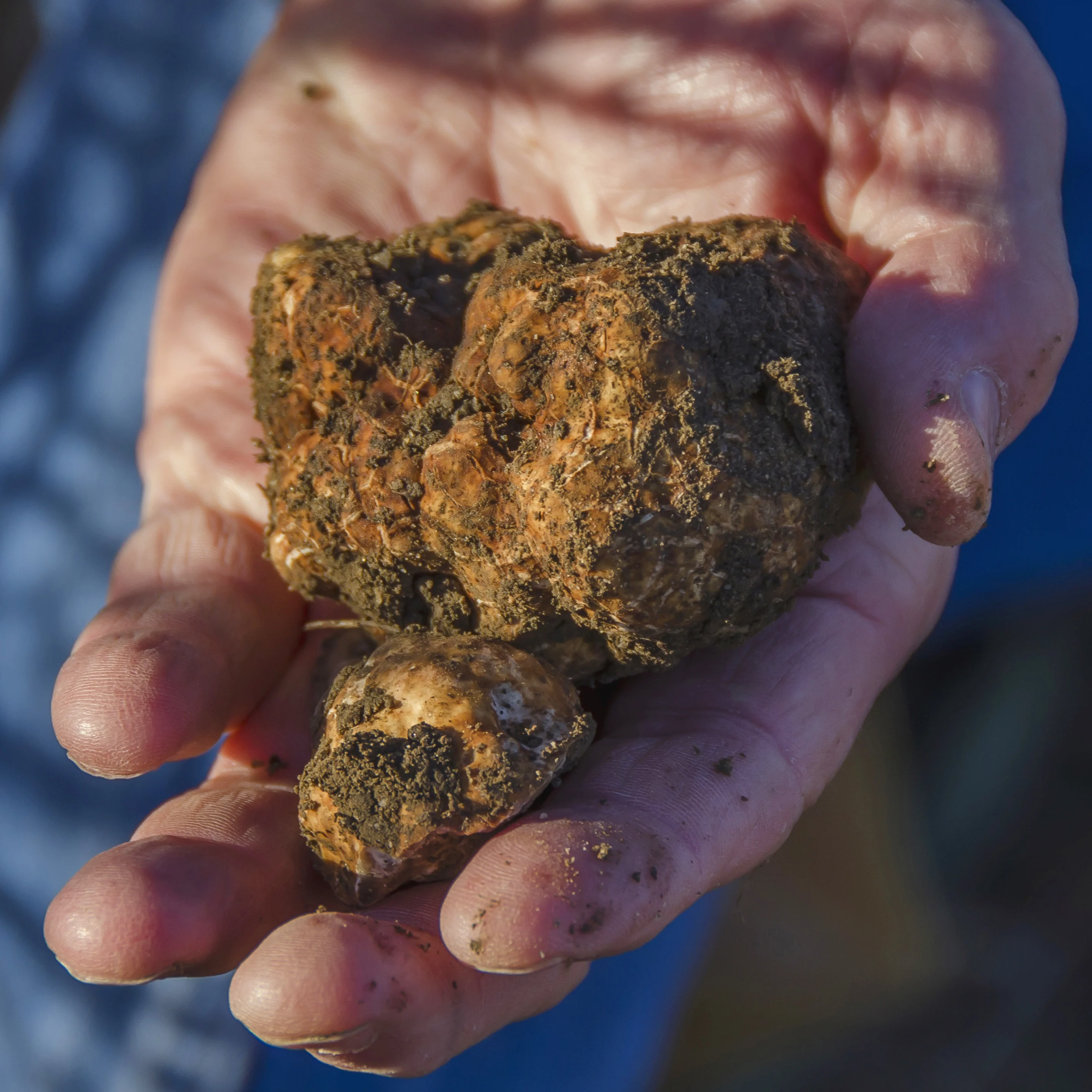 English Oak Trees Inoculated W/ Bianchetto Truffles - Image 2