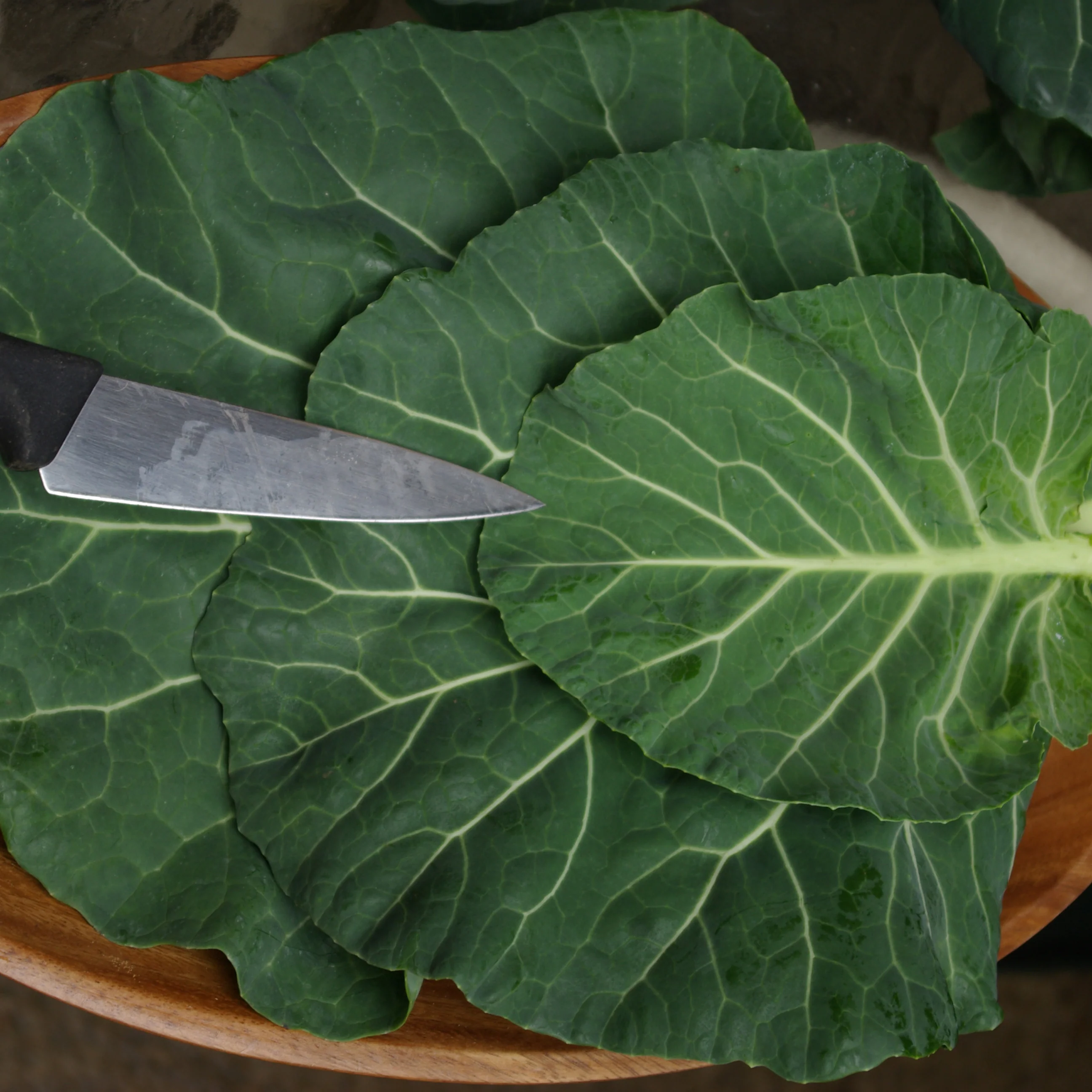 Vates Collard