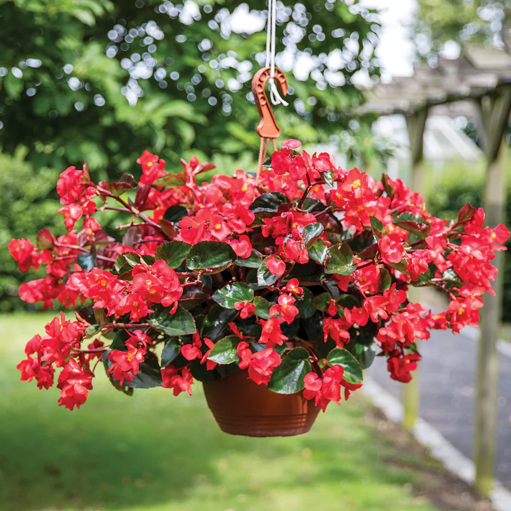 Viking Explorer Rose On Green Begonia