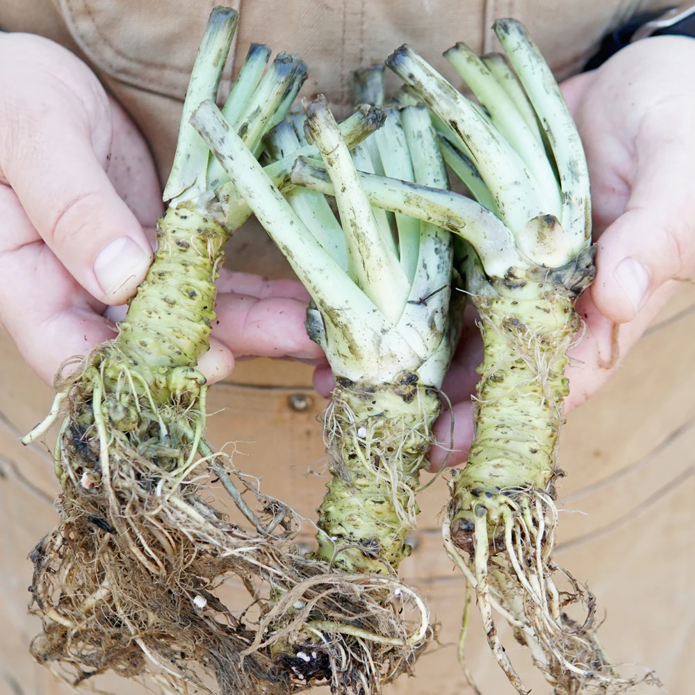 Wasabi Daruma Bare Root - Image 3