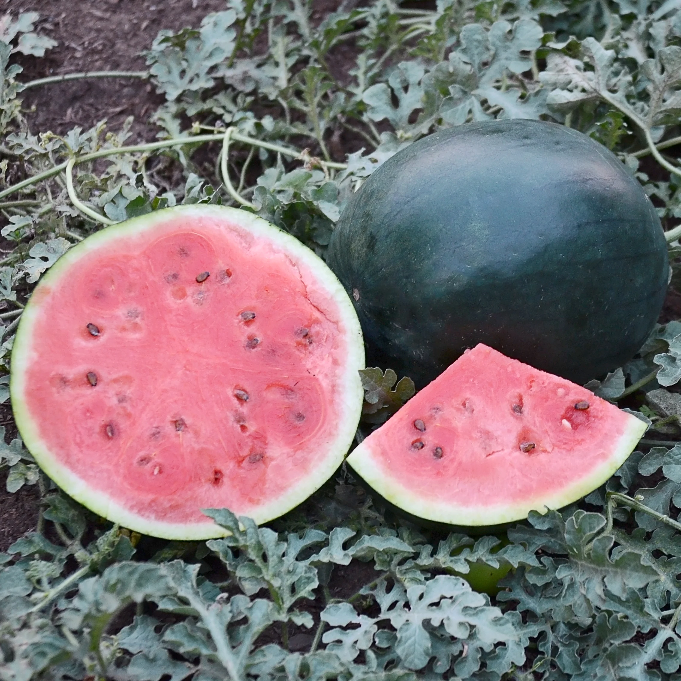 Blacktail Mountain Watermelon