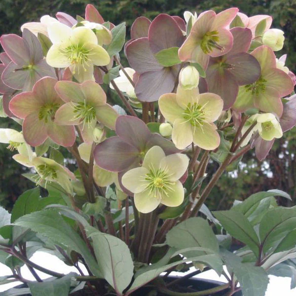Winter Magic™ Candy Love Hellebore Plant