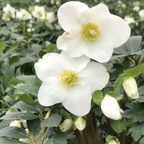 Winter Magic™ Mont Blanc Hellebore Plant