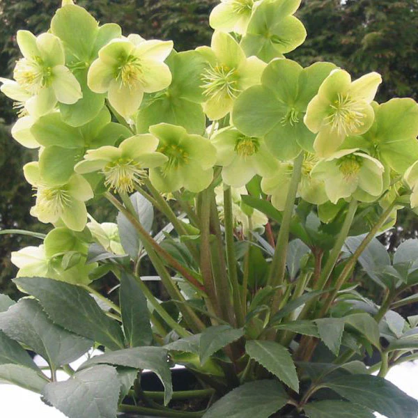 Winter Magic™ Snow Love Hellebore Plant