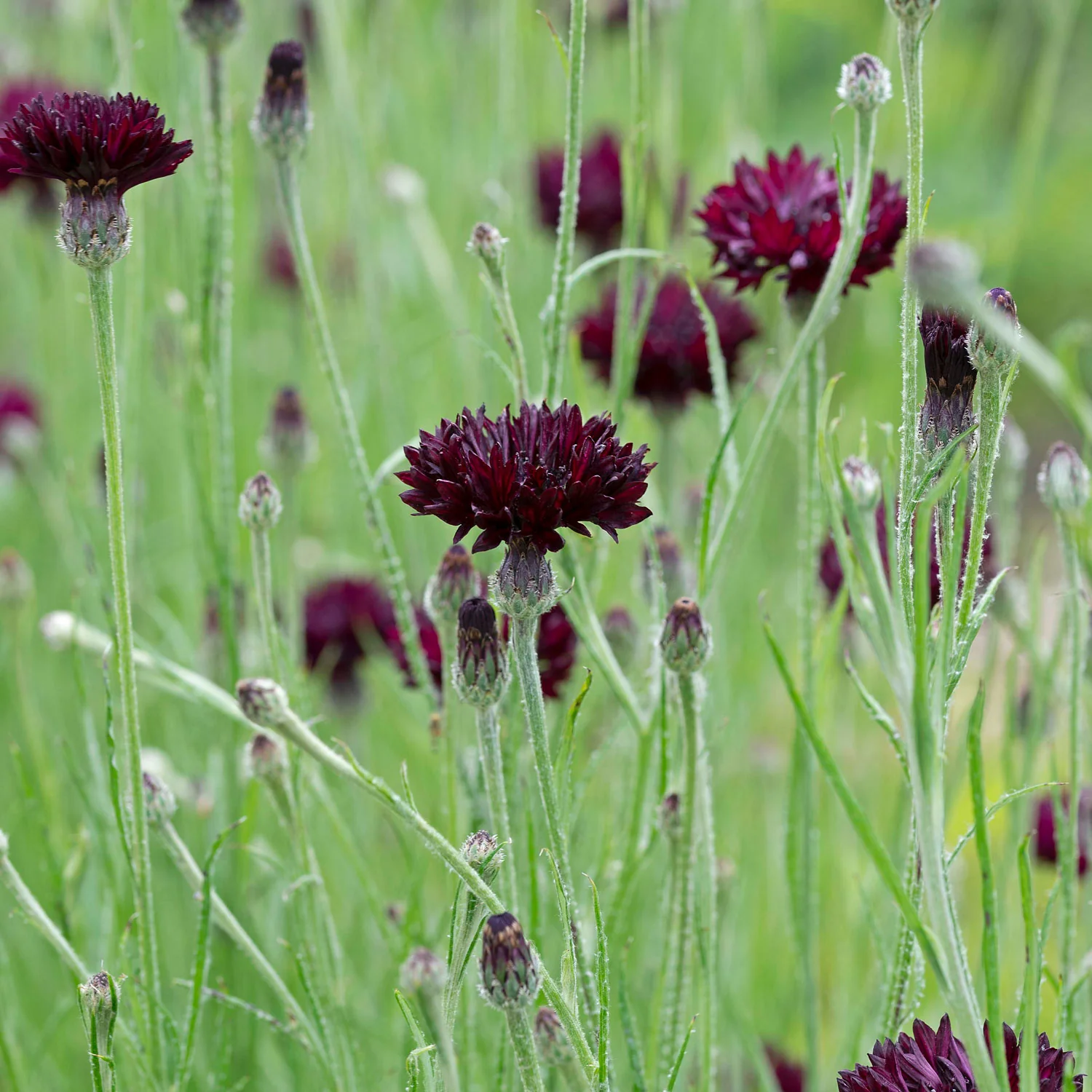 Witching Hour Centaurea - Image 3
