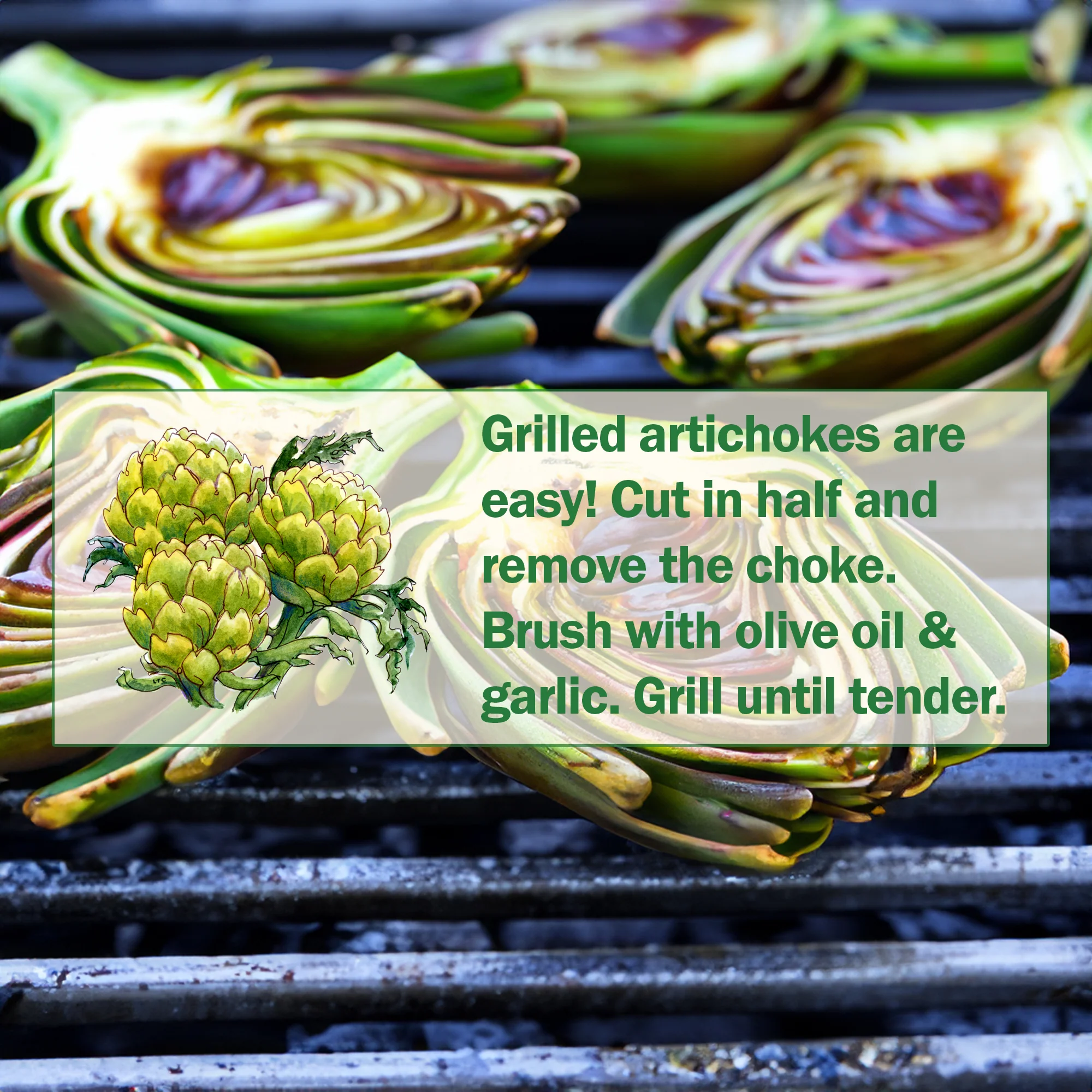 Wonder® Artichoke - Image 3