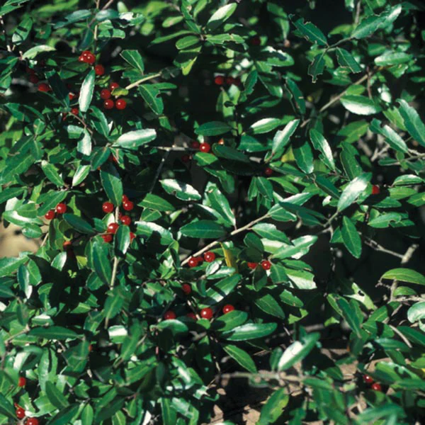 Yaupon Plant