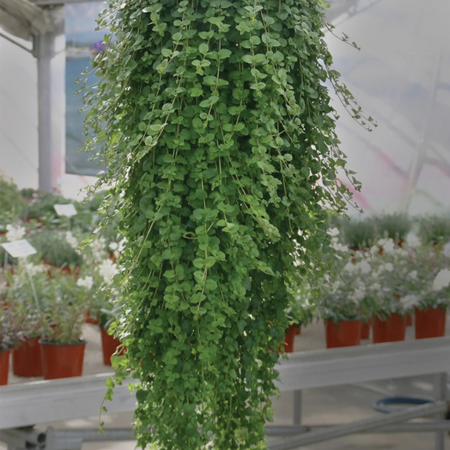 Yerba Buena Plant