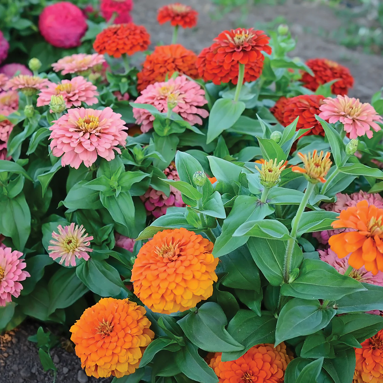 Magellan Persian Carpet Mix Zinnia - Image 2