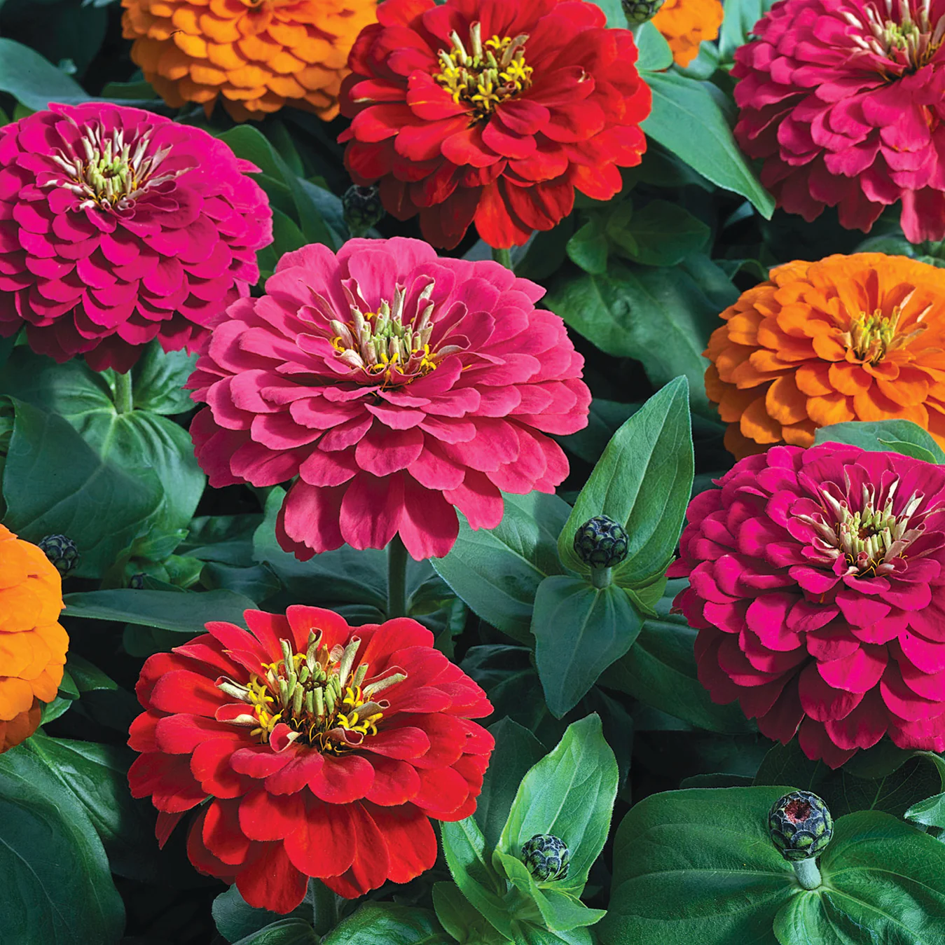 Magellan Persian Carpet Mix Zinnia - Image 3
