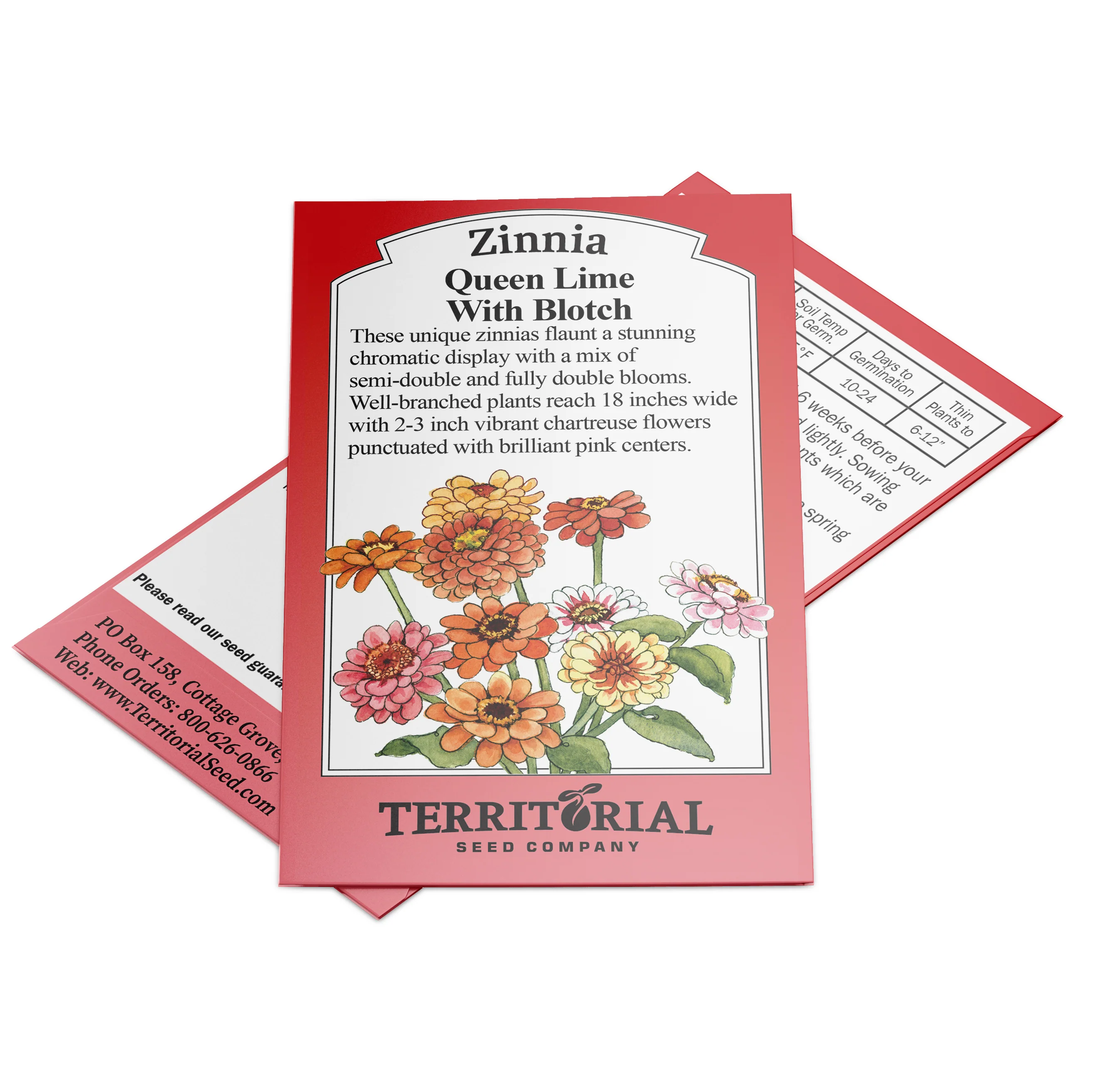 Queen Lime With Blotch Zinnia - Image 2